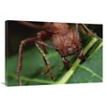 thumbnail image 1 of 24 x 36 in. Leafcutter Ant Worker Cutting Papaya Leaf, Honduras Art Print - Mark Moffett, 1 of 1