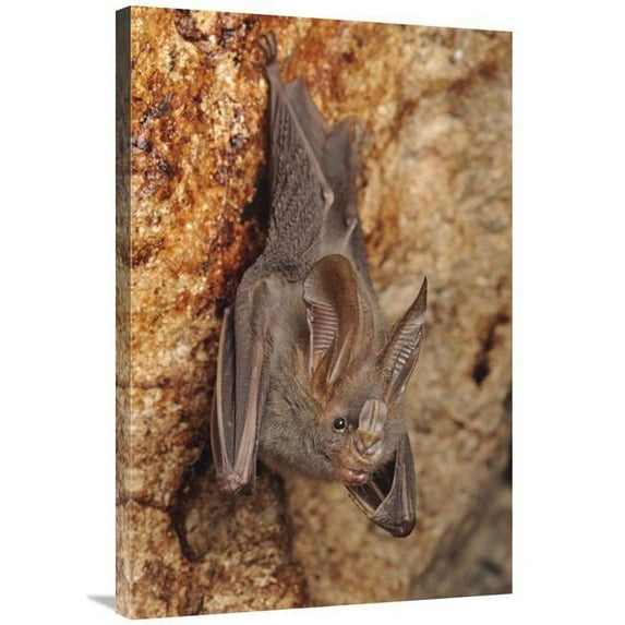 24 x 36 in. Lesser False Vampire Bat Roosting in Cave, Sekunyit, Bau, Malaysia Art Print - Chien Lee