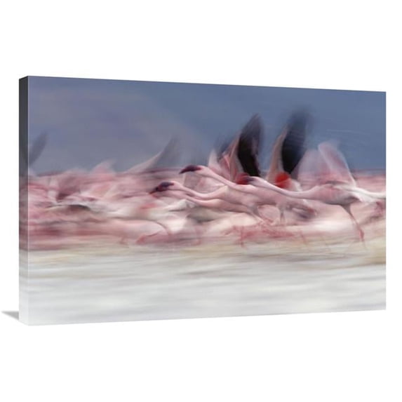 24 x 36 in. Lesser Flamingo Group Taking Flight From Lake, Kenya Art Print - Tim Fitzharris
