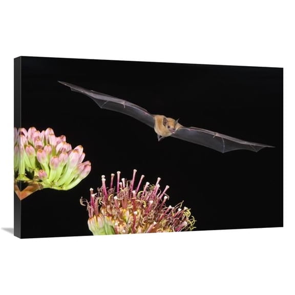 24 x 36 in. Lesser Long-Nosed Bat Flying At Night, North America Art Print - Tom Vezo
