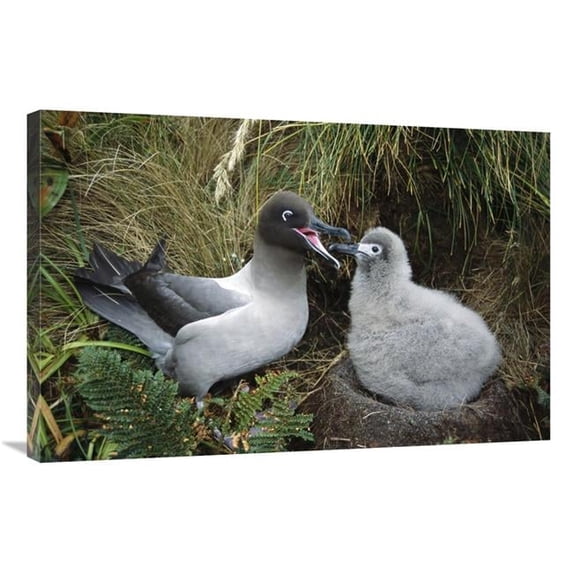24 x 36 in. Light-Mantled Albatross Feeding Chick, Campbell Island, New Zealand Art Print - Tui De Roy