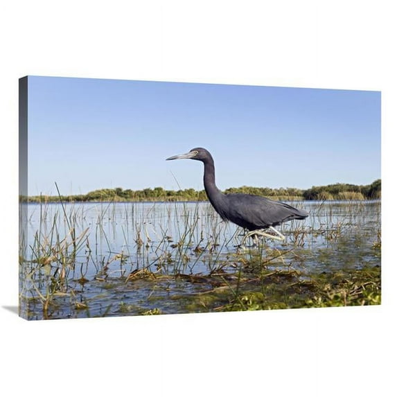 24 x 36 in. Little Blue Heron Wading, Everglades National Park, Florida Art Print - Marcel Van Kammen