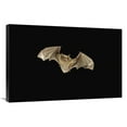 thumbnail image 1 of 24 x 36 in. Little Brown Bat Flying at Night, Coconino National Forest, Arizona Art Print - Michael Durham, 1 of 1