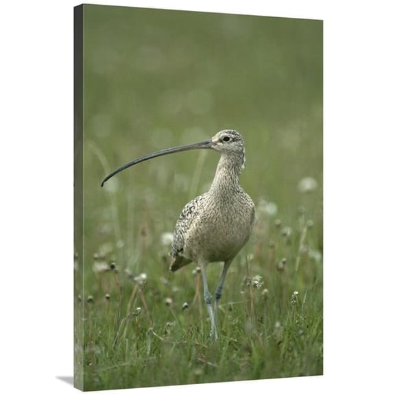 24 x 36 in. Long-Billed Curlew Walking Through Field, Summer, Idaho Art Print - Michael Quinton