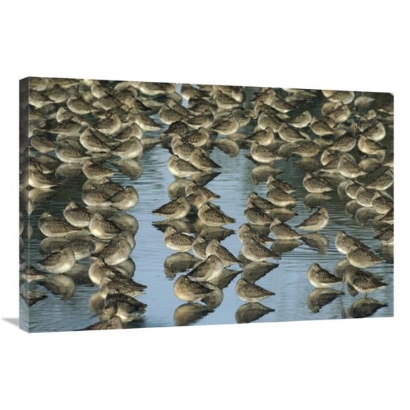 24 x 36 in. Long-Billed Dowitcher Flock Sleeping in Shallow Water, North America Art Print - Tim Fitzharris