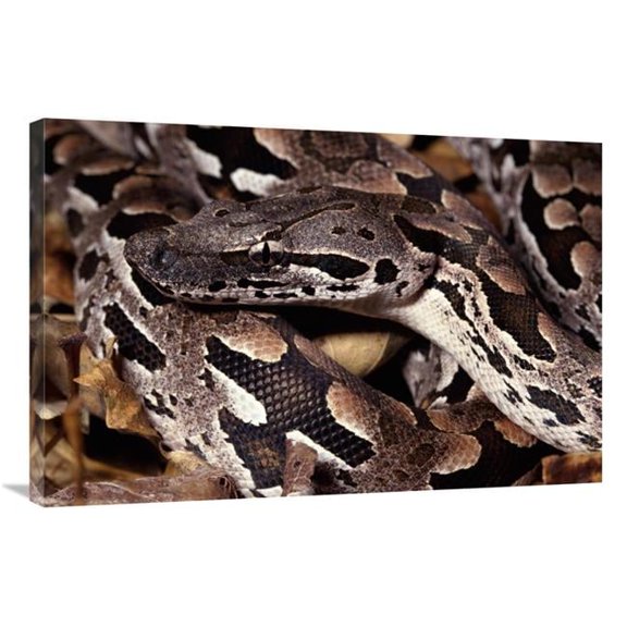 24 x 36 in. Madagascar Ground Boa Madagascar Art Print - Michael & Patricia Fogden