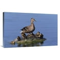thumbnail image 1 of 24 x 36 in. Mallard Duck with Chicks, Germany Art Print - Konrad Wothe, 1 of 1