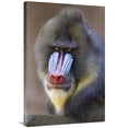 thumbnail image 1 of 24 x 36 in. Mandrill Male Portrait, Native to Africa Art Print - Ingo Arndt, 1 of 1