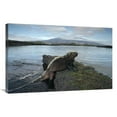 thumbnail image 1 of 24 x 36 in. Marine Iguana, Punta Espinosa, Galapagos Islands, Ecuador Art Print - Tui De Roy, 1 of 1