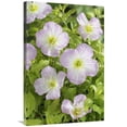 thumbnail image 1 of 24 x 36 in. Mexican Evening Primrose Golden Summer Variety Flowers Art Print - Visionspictures, 1 of 1