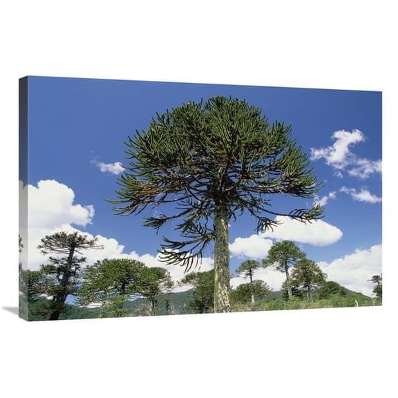 24 x 36 in. Monkey Puzzle Tree in Landscape, Conguillio National Park, Chile Art Print - Gerry Ellis