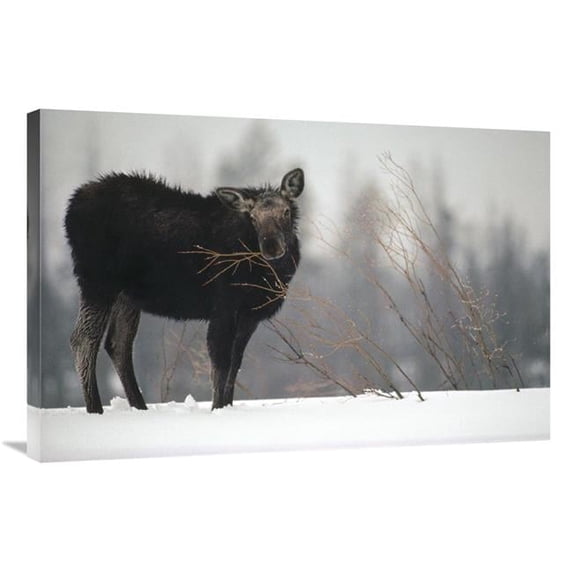24 x 36 in. Moose Cow Feeding on A Willow Branch in the Winter, Idaho Art Print - Michael Quinton