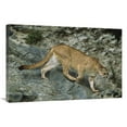 thumbnail image 1 of 24 x 36 in. Mountain Lion Crossing Rocky Terrain Art Print - Tui De Roy, 1 of 1