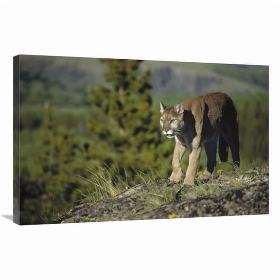 Global Gallery  Mountain Lion Walking Across Open Ground - North America Art Print - Tim Fitzharris