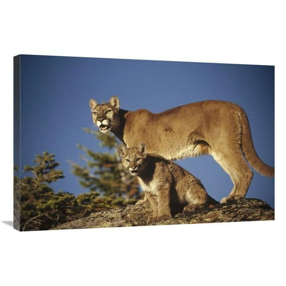 24 x 36 in. Mountain Lion or Cougar Mother with Kitten, North America, Captive Animal Art Print - Tim Fitzharris