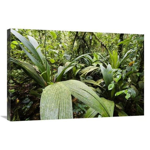24 x 36 in. Mountain Rainforest, Braulio Carrillo National Park, Costa Rica Art Print - Konrad Wothe