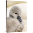 thumbnail image 1 of 24 x 36 in. Mute Swan Cygnet, Head, At Nest, Abbotsbury, Dorset, England Art Print - Malcolm Schuyl, 1 of 1