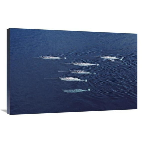 24 x 36 in. Narwhal Pod Aerial, Lancaster Sound, Canada Art Print - Flip Nicklin