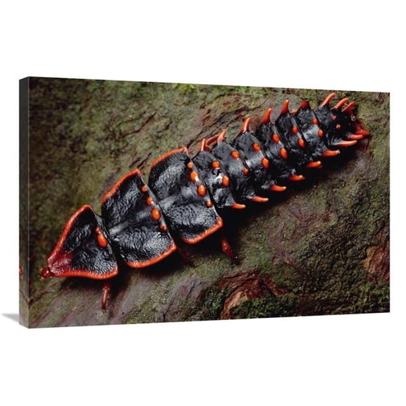 24 x 36 in. Net-Winged Beetle, Borneo Art Print - Mark Moffett