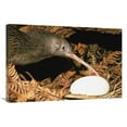 thumbnail image 1 of 24 x 36 in. North Island Brown Kiwi Parent with Egg, New Zealand Art Print - Mark Jones, 1 of 1