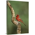 thumbnail image 1 of 24 x 36 in. Northern Cardinal Male Perching, Rio Grande Valley, Texas Art Print - Tom Vezo, 1 of 1