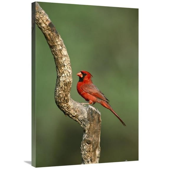 24 x 36 in. Northern Cardinal Male Perching, Rio Grande Valley, Texas Art Print - Tom Vezo