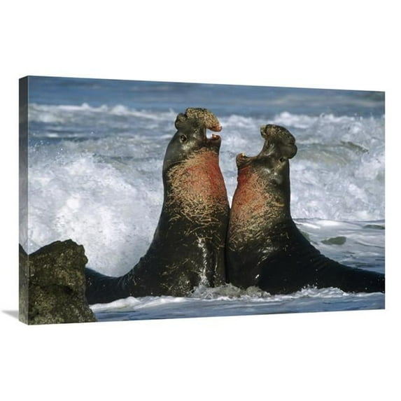 24 x 36 in. Northern Elephant Seal Males Fighting, California Coast Art Print - Tim Fitzharris