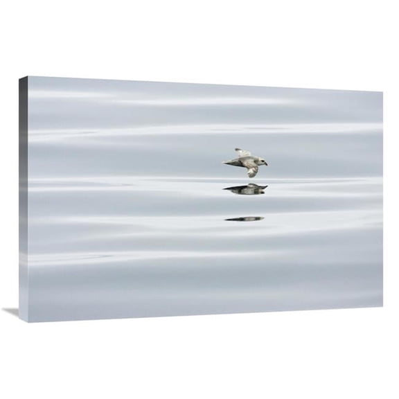 24 x 36 in. Northern Fulmar Flying Low Over Water, Spitsbergen, Norway Art Print - Konrad Wothe