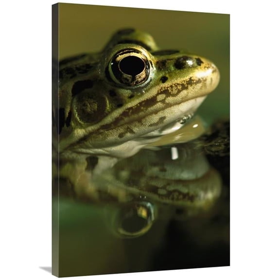 24 x 36 in. Northern Leopard Frog, Native to North America Art Print - Heidi And Hans-Juergen Koch