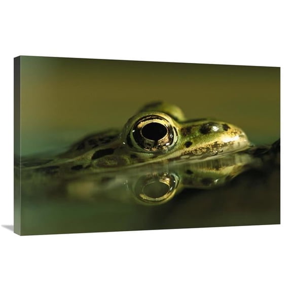 24 x 36 in. Northern Leopard Frog, Native to North America Art Print - Heidi And Hans-Juergen Koch