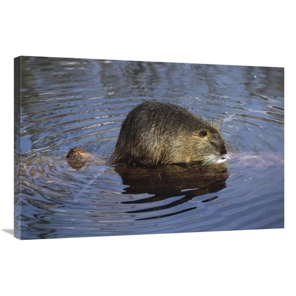 24 x 36 in. Nutria Standing on Log in Shallow Water, South America Art Print - Konrad Wothe