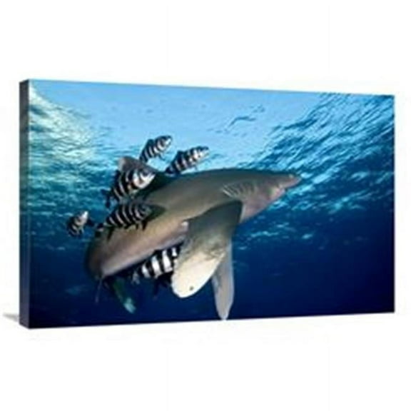 24 x 36 in. Oceanic White-Tip Shark Close to the Surface Art Print - Dray Van Beeck