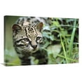 thumbnail image 1 of 24 x 36 in. Ocelot Portrait, Belize, Central America Art Print - Tim Fitzharris, 1 of 1