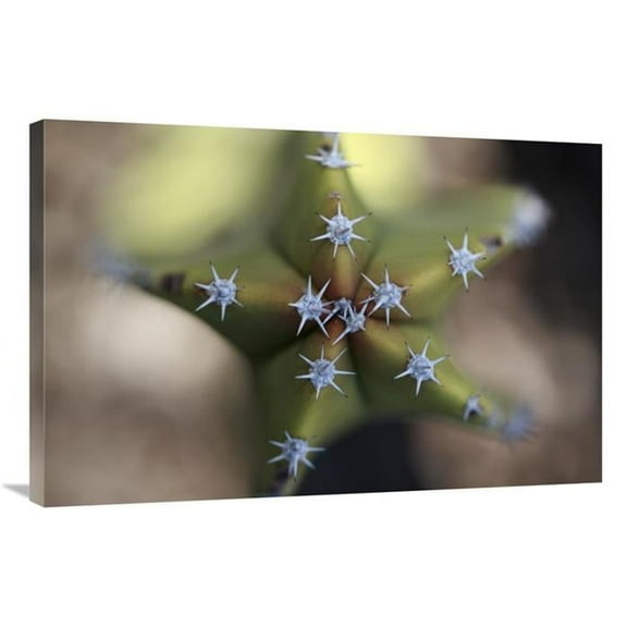 24 x 36 in. Old Man Cactus Detail of Spines, El VIzcaino Biosphere Reserve, Mexico Art Print - Cyril Ruoso