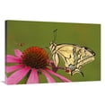 thumbnail image 1 of 24 x 36 in. Oldworld Swallowtail on Flower, Hoogeloon, Noord-Brabant, Netherlands Art Print - Silvia Reiche, 1 of 1