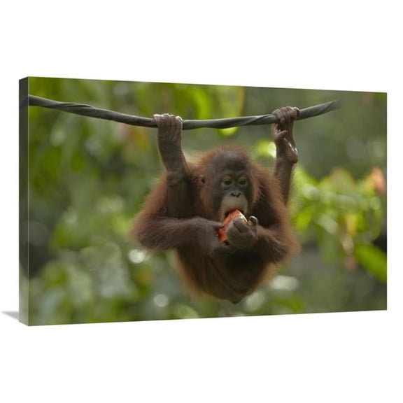 24 x 36 in. Orangutan Young Eating Fruit, Sabah, Borneo, Malaysia Art Print - Tim Fitzharris
