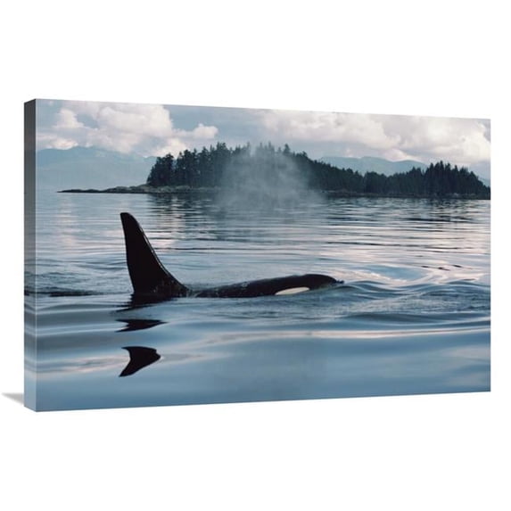 24 x 36 in. Orca Surfacing, Johnstone Strait, British Columbia, Canada Art Print - Flip Nicklin