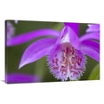 thumbnail image 1 of 24 x 36 in. Orchid Flower Art Print - Visionspictures, 1 of 1