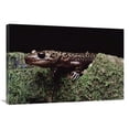 thumbnail image 1 of 24 x 36 in. Pacific Giant Salamander on Mossy Rock, Central California Art Print - Larry Minden, 1 of 1