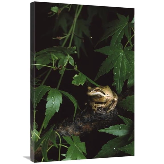 24 x 36 in. Pacific Tree Frog, Pacific Coast, North America Art Print - Gerry Ellis