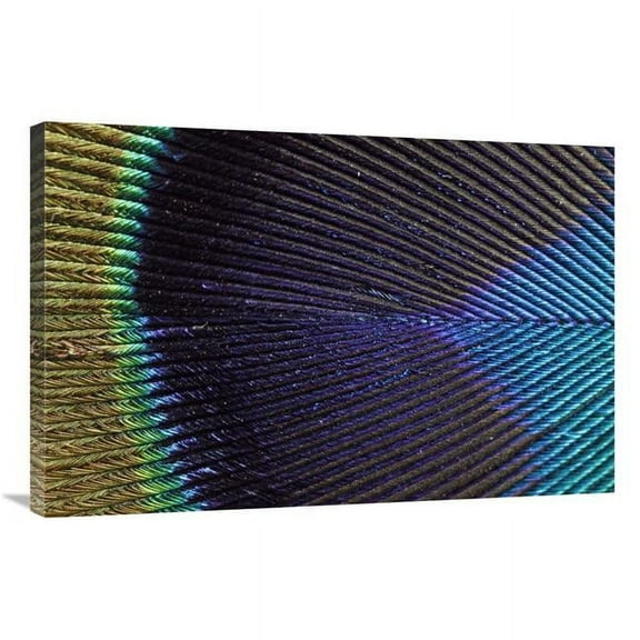 24 x 36 in. Peacock Feather Art Print - Silvia Reiche