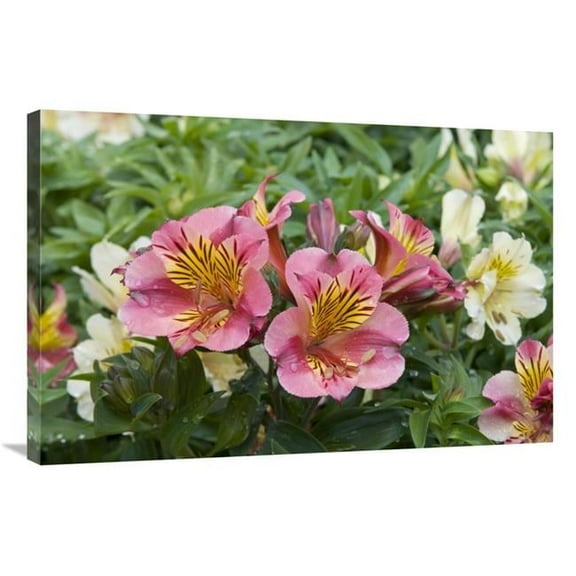 24 x 36 in. Peruvian Lily Princess Lilies Variety Flowers Art Print - Visionspictures