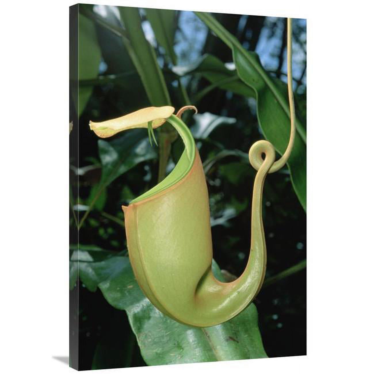 24 x 36 in. Pitcher Plant Traps Insects in Fluid Filled Cup, Borneo Art