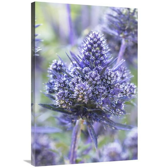 24 x 36 in. Plains Eryngo Bethlehem Variety Flowers Art Print - Visionspictures