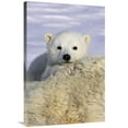thumbnail image 1 of 24 x 36 in. Polar Bear Cub Peeking Over Mothers Body, Wapusk National Park, Manitoba, Canada Art Print - Suzi Eszterhas, 1 of 1