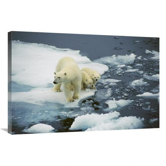 24 x 36 in. Polar Bear Mother with Two Cubs on Pack-Ice, Arctic Art Print - Ingrid Visser