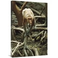 thumbnail image 1 of 24 x 36 in. Proboscis Monkey Walking Along Tree Roots, Borneo Art Print - Gerry Ellis, 1 of 1