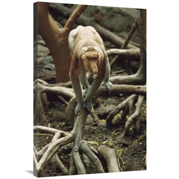 24 x 36 in. Proboscis Monkey Walking Along Tree Roots, Borneo Art Print - Gerry Ellis