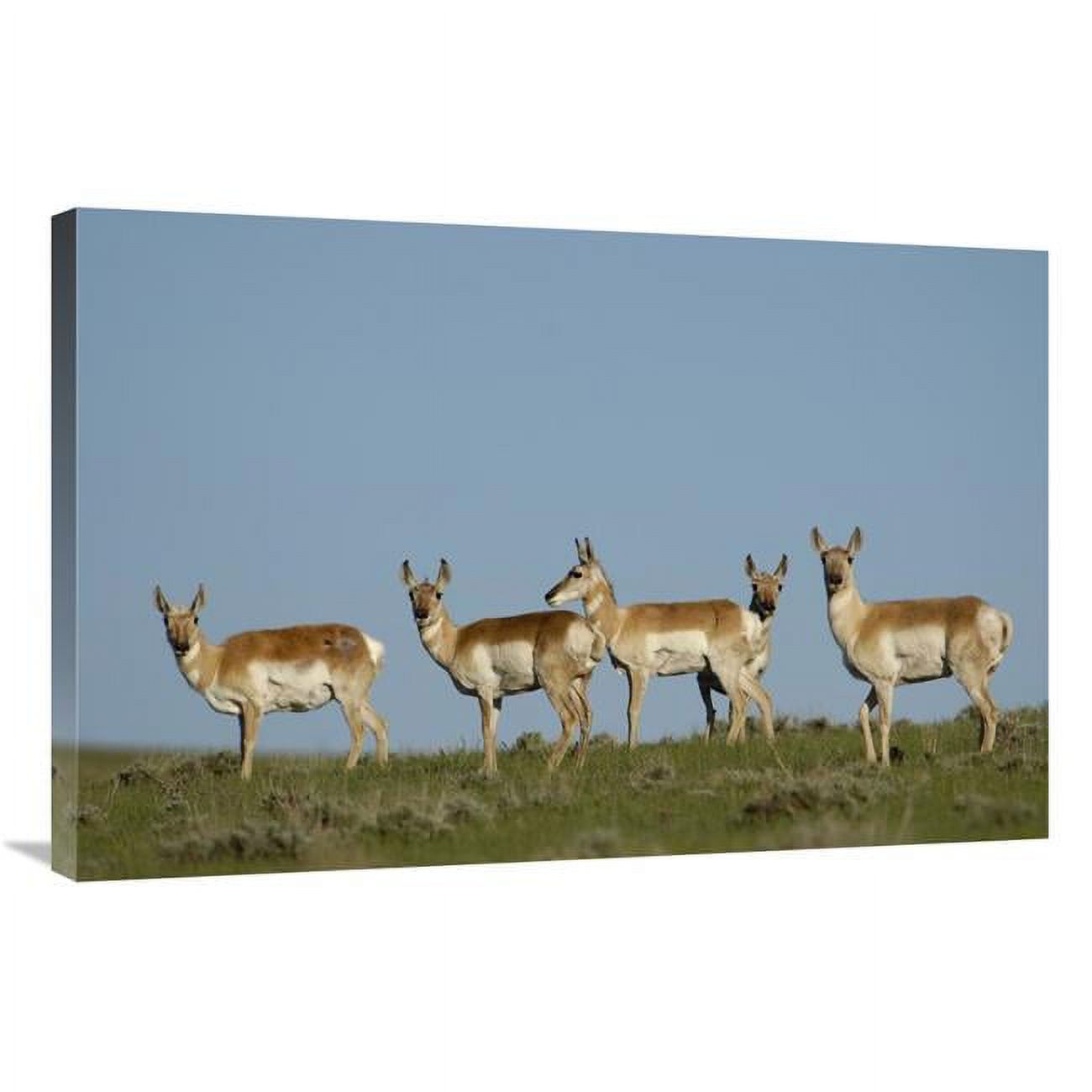24 x 36 in. Pronghorn Antelope Herd, Wyoming Art Print Pete Oxford