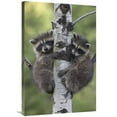 thumbnail image 1 of 24 x 36 in. Raccoon Two Babies Climbing Tree, North America Art Print - Tim Fitzharris, 1 of 1